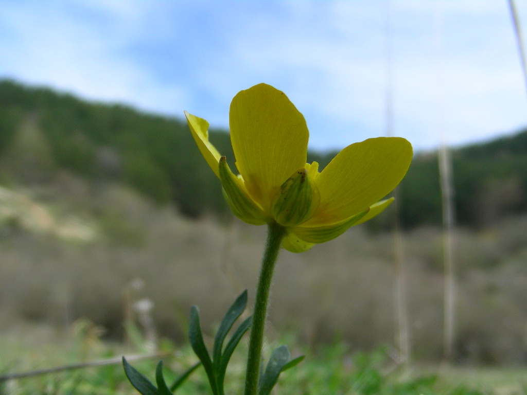 Ranunculus millefoliatus